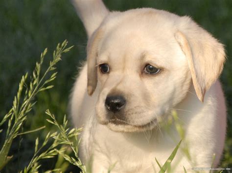  Labrador Puppy Costs There will be a few other one-off costs such as a puppy crate and puppy play pen for your home for when your dog is young, another for your car if you have one